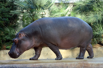 hippo